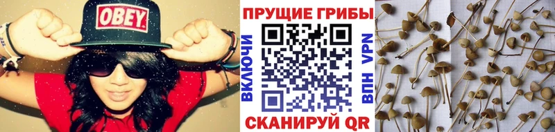 Купить закладки  Заводоуковск  Псилоцибиновые грибы Psilocybine cubensis 